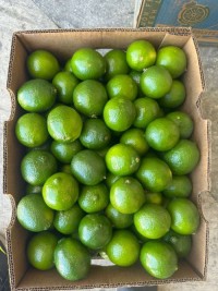 Fresh Tahiti Lime – Citrus Latifolia – Premium Export Quality