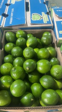 Fresh Tahiti Lime – Citrus Latifolia – Premium Export Quality